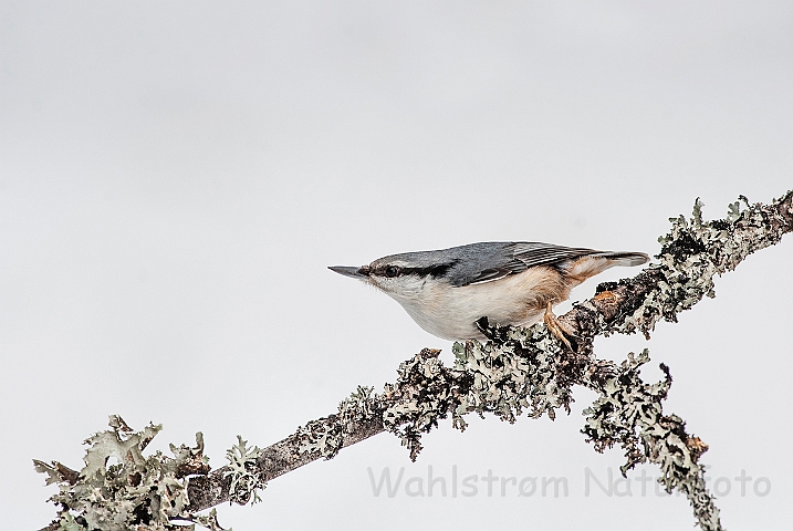 WAH025628.jpg - Spætmejse (Nuthatch)