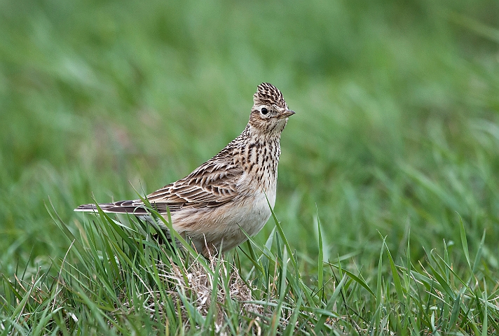 WAH026249.jpg - Sanglærke (Skylark)