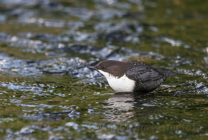 WAH027251.jpg - Vandstær (Dipper)