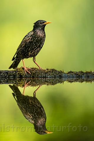 WAH027764.jpg - Stær (Starling)