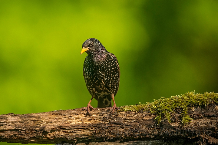 WAH027771.jpg - Stær (Starling)