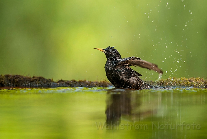 WAH027832.jpg - Stær (Starling)