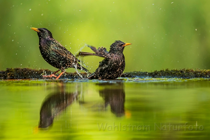 WAH027837.jpg - Stær (Starling)