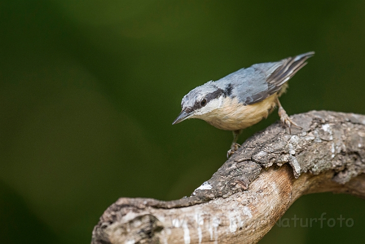 WAH028507.jpg - Spætmejse (Nuthatch)