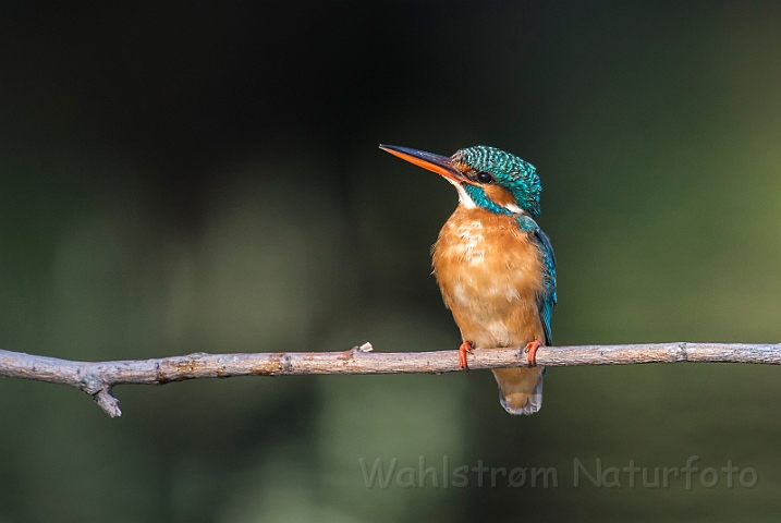 WAH030182.jpg - Isfugl, hun (Kingfisher, female)