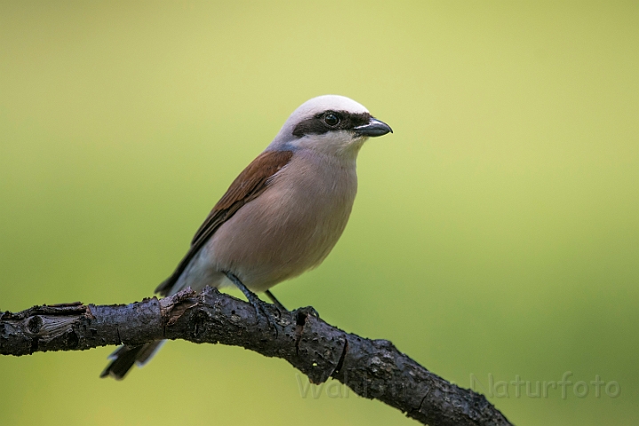 WAH030193.jpg - Rødrygget tornskade (Red-backed Shrike)