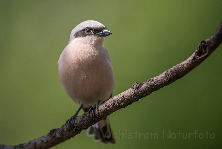 WAH030197.jpg - Rødrygget tornskade (Red-backed Shrike)