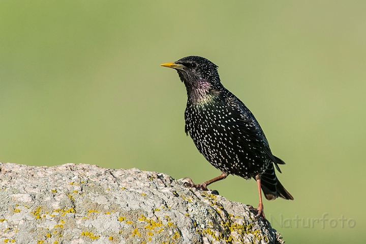 WAH030203.jpg - Stær (Starling)