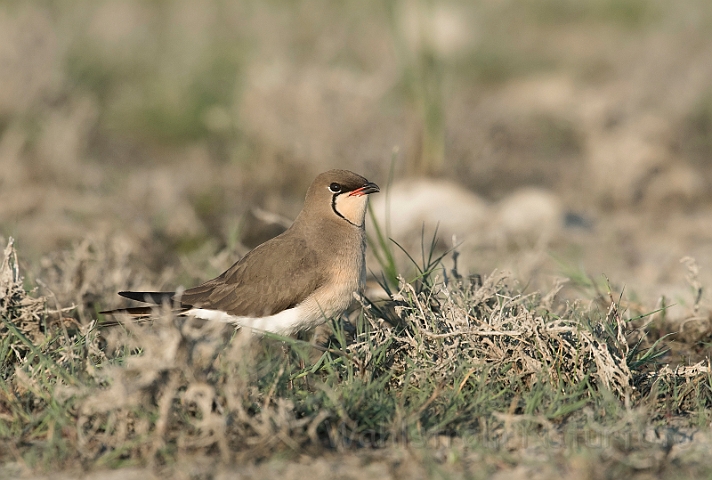 WAH030352.jpg - Braksvale (Collared Pratincole)