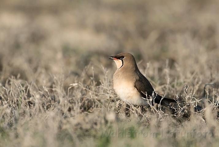 WAH030357.jpg - Braksvale (Collared Pratincole)