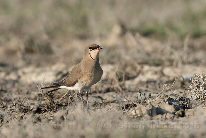 WAH030364.jpg - Braksvale (Collared Pratincole)