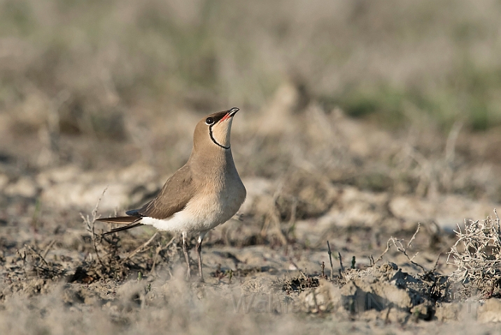 WAH030365.jpg - Braksvale (Collared Pratincole)