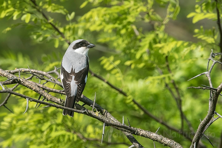 WAH030377.jpg - Rosenbrystet tornskade (Lesser grey Shrike)