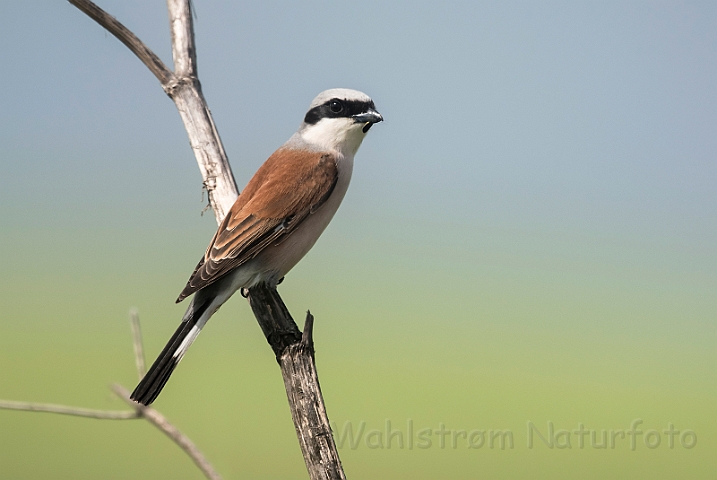 WAH030380.jpg - Rødrygget tornskade (Red-backed Shrike)