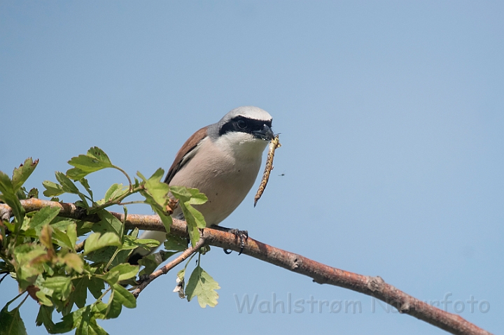 WAH030386.jpg - Rødrygget tornskade (Red-backed Shrike)