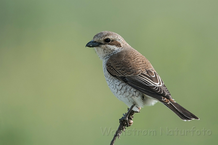 WAH030391.jpg - Rødrygget tornskade, hun (Red-backed Shrike, female)