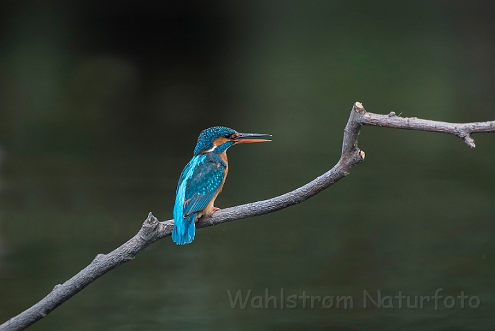 WAH030432.jpg - Isfugl, hun (Kingfisher, female)