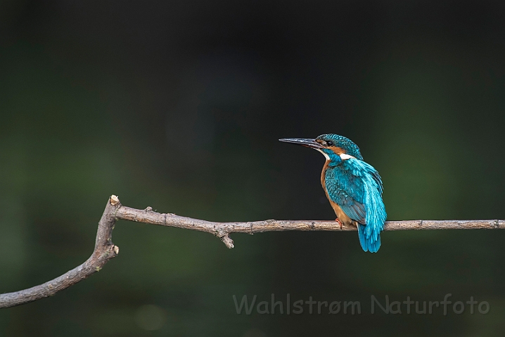 WAH030438.jpg - Isfugl, han (Kingfisher, male)