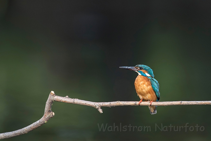 WAH030439.jpg - Isfugl, han (Kingfisher, male)