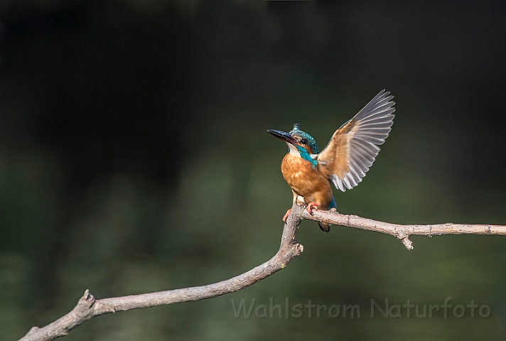 WAH030446.jpg - Isfugl, han (Kingfisher, male)