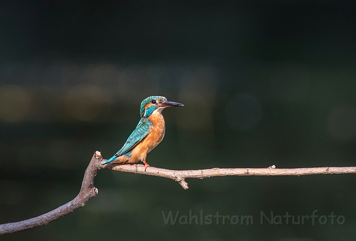 WAH030469.jpg - Isfugl, hun (Kingfisher, female)