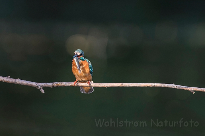 WAH030472.jpg - Isfugl, hun (Kingfisher, female)