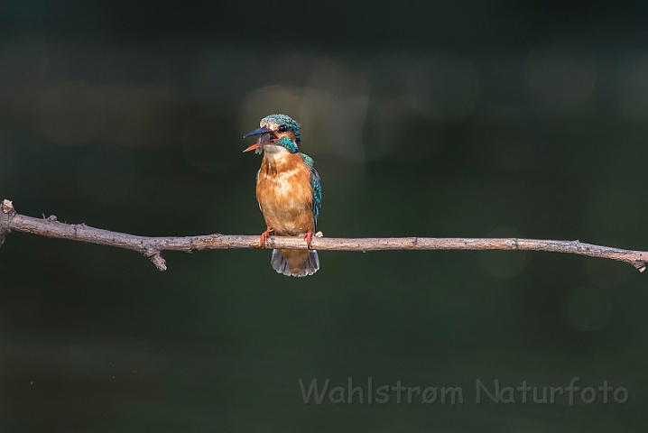 WAH030474.jpg - Isfugl, hun (Kingfisher, female)