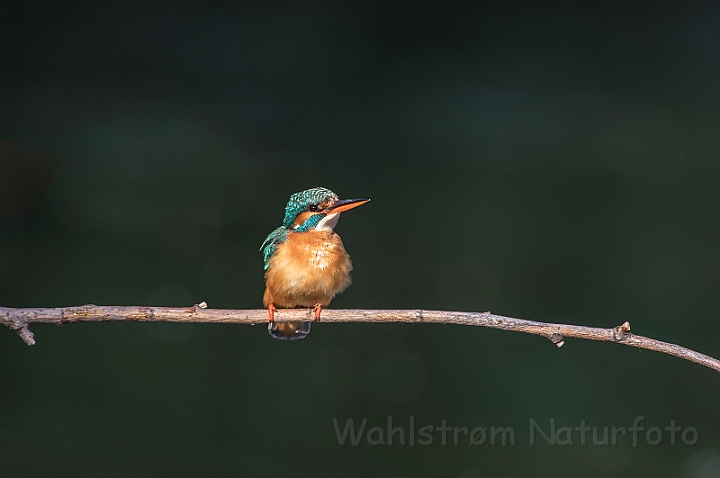 WAH030478.jpg - Isfugl, hun (Kingfisher, female)