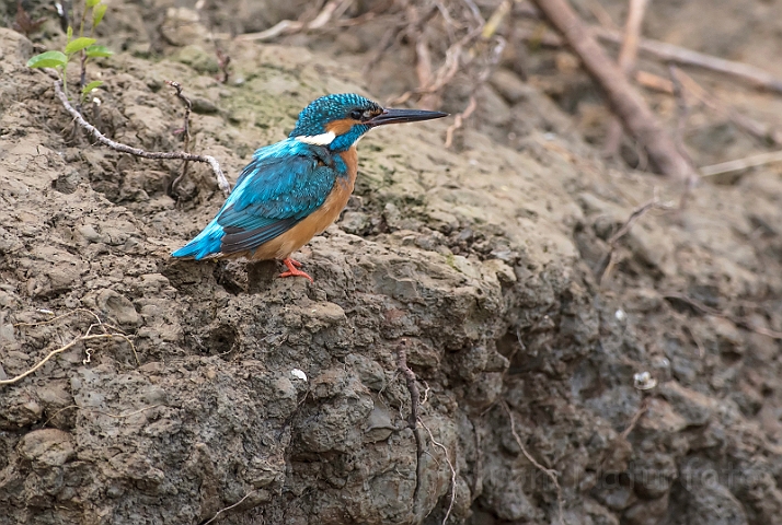 WAH030493.jpg - Isfugl, han (Kingfisher, male)