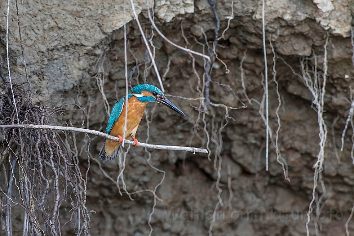 WAH030495.jpg - Isfugl, han (Kingfisher, male)