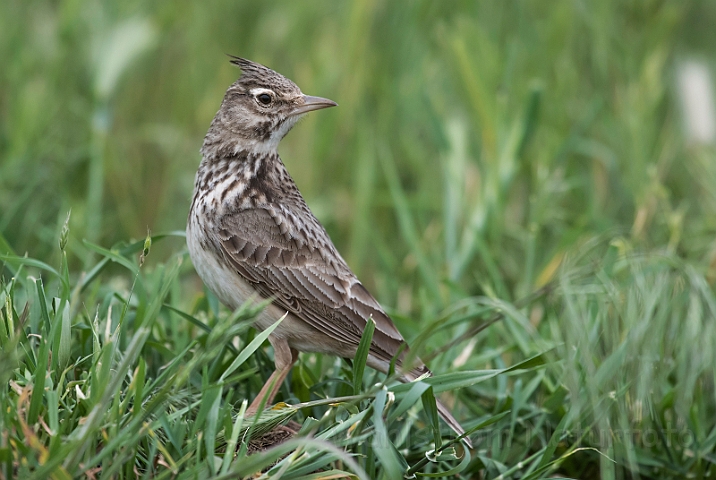 WAH030574.jpg - Sanglærke (Skylark)