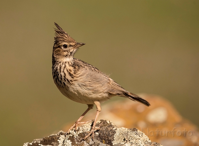 WAH032086_filtered.jpg - Theklalærke (Thekla Lark)