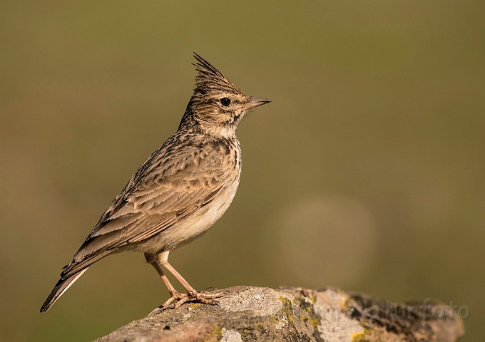 WAH032130_filtered.jpg - Theklalærke (Thekla Lark)