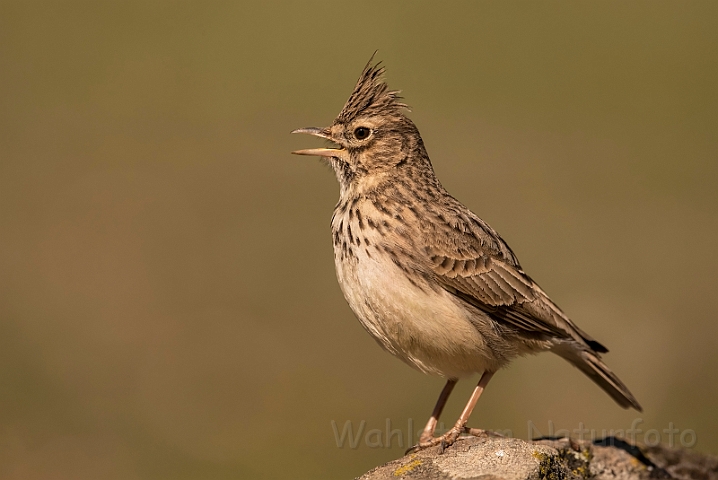 WAH032135_filtered.jpg - Theklalærke (Thekla Lark)