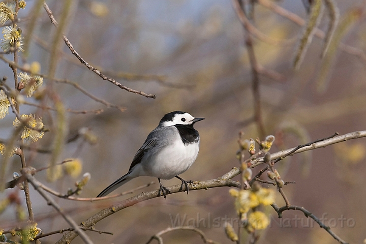 WAH010648.jpg - Hvid vipstjert (Pied Wagtail)