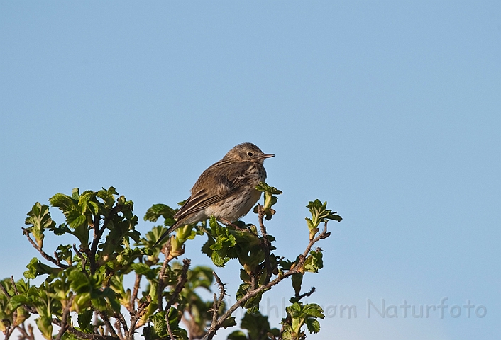 WAH013537.jpg - Engpiber (Meadow Pipit)