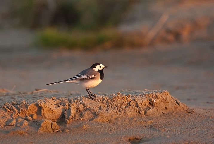 WAH017616.jpg - Hvid vipstjert (Pied Wagtail)