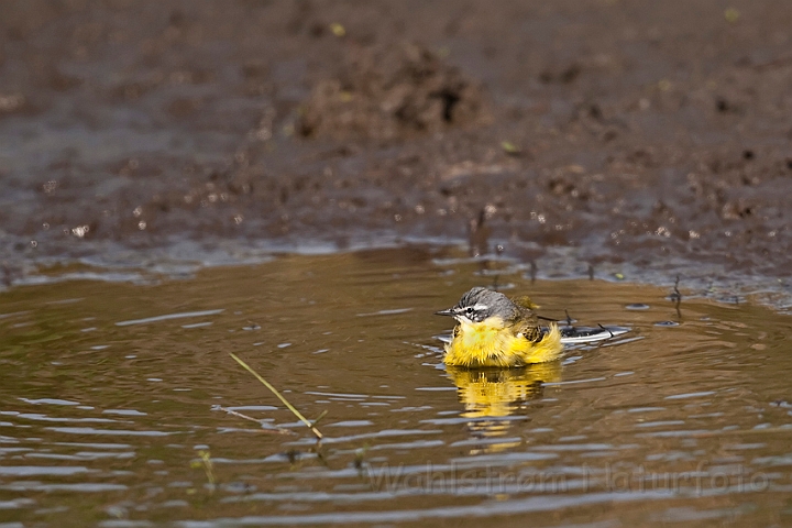 WAH018236.jpg - Gul vipstjert (Yellow Wagtail)