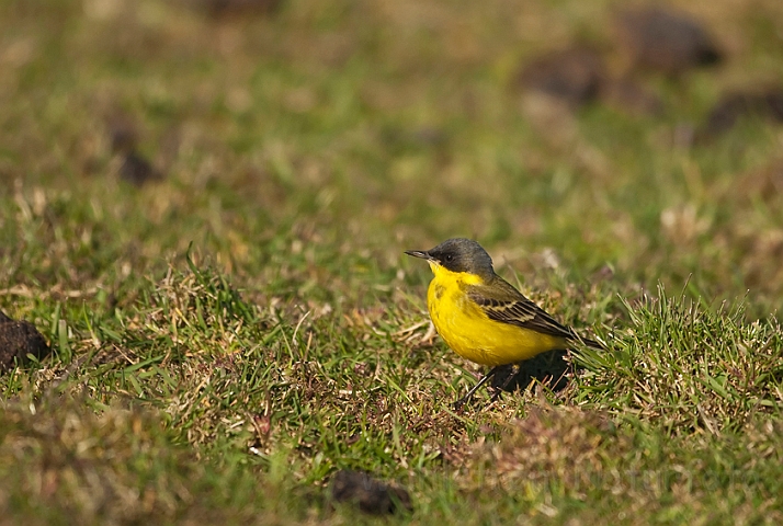 WAH018278.jpg - Nordlig gul vipstjert (Northern Yellow Wagtail)