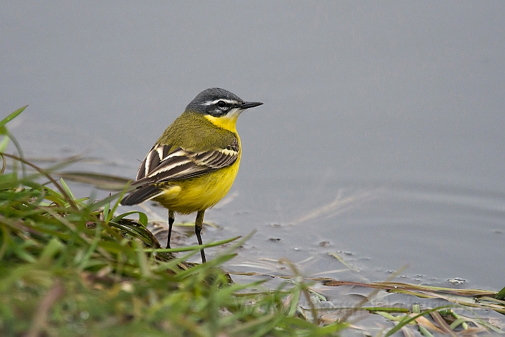 WAH026171.jpg - Gul vipstjert (Yellow Wagtail)