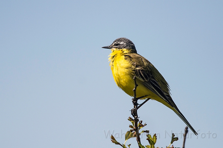 WAH026309.jpg - Gul vipstjert (Yellow Wagtail)