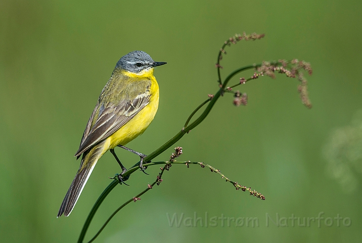 WAH026310.jpg - Gul vipstjert (Yellow Wagtail)