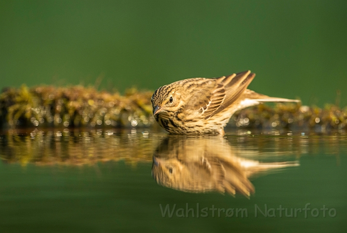 WAH027739.jpg - Skovpiber (Tree Pipit)