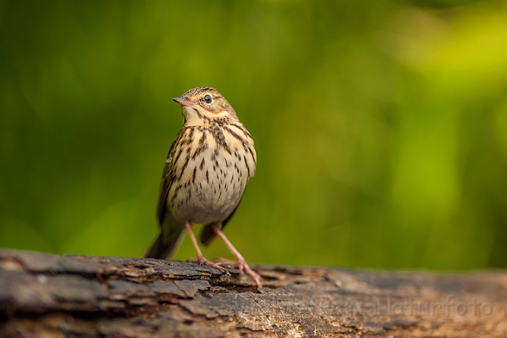 WAH027822.jpg - Skovpiber (Tree Pipit)