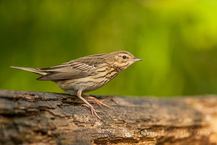 WAH027825.jpg - Skovpiber (Tree Pipit)