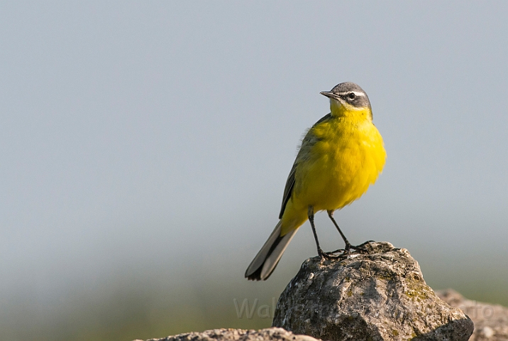 WAH028470.jpg - Gul vipstjert (Yellow Wagtail)