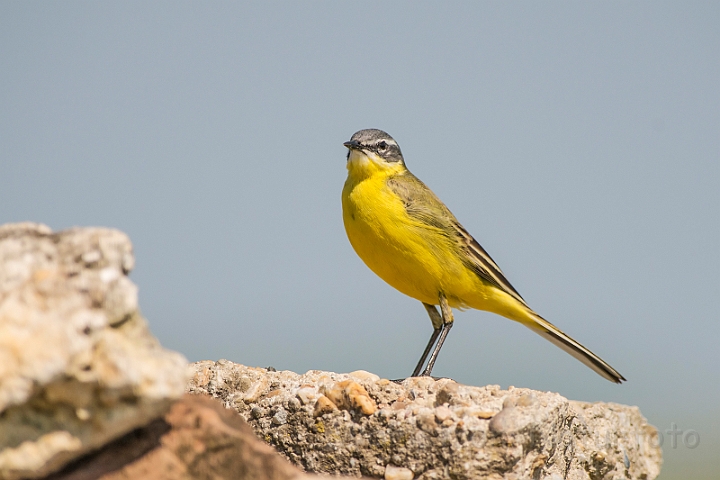 WAH028484.jpg - Gul vipstjert (Yellow Wagtail)