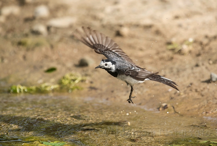 WAH028781.jpg - Hvid vipstjert (Pied Wagtail)