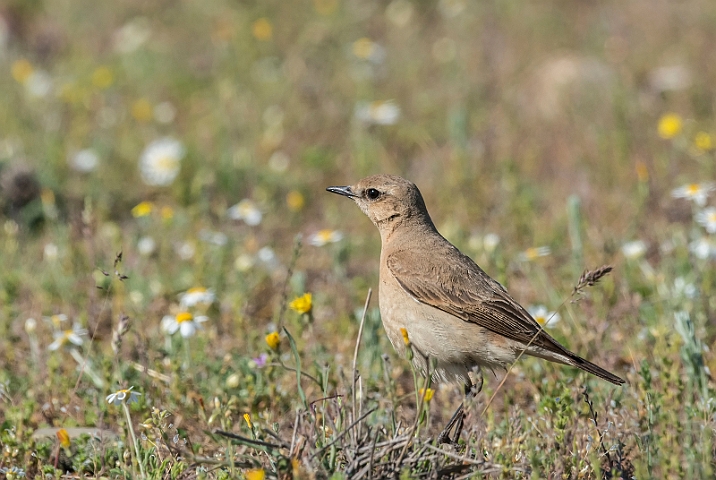 WAH030226.jpg - Markpiber (Tawny Pipit)