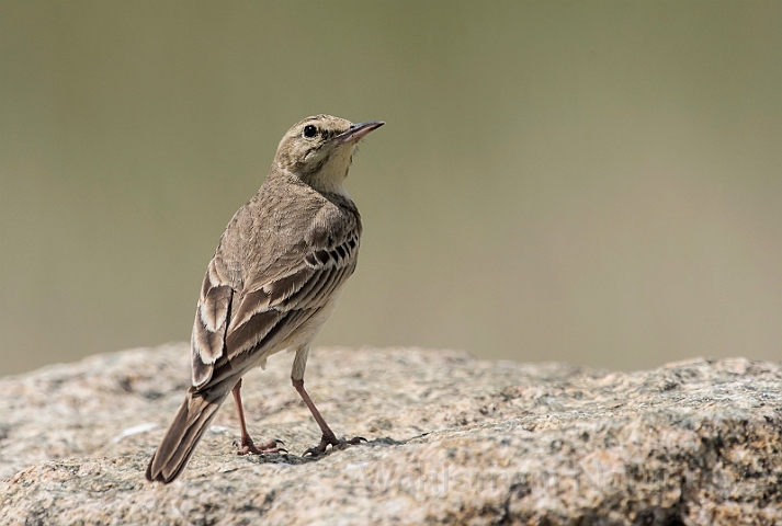 WAH030544.jpg - Markpiber (Tawny Pipit)